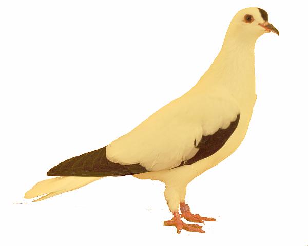 Thueringer Storchtaube schwarz.jpg